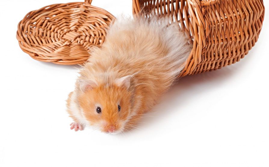 Îngrijirea de bază a hamsterilor