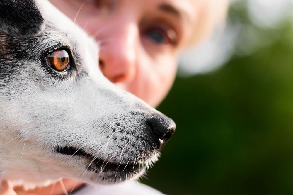 Îngrijirea unui animal cu nevoi speciale