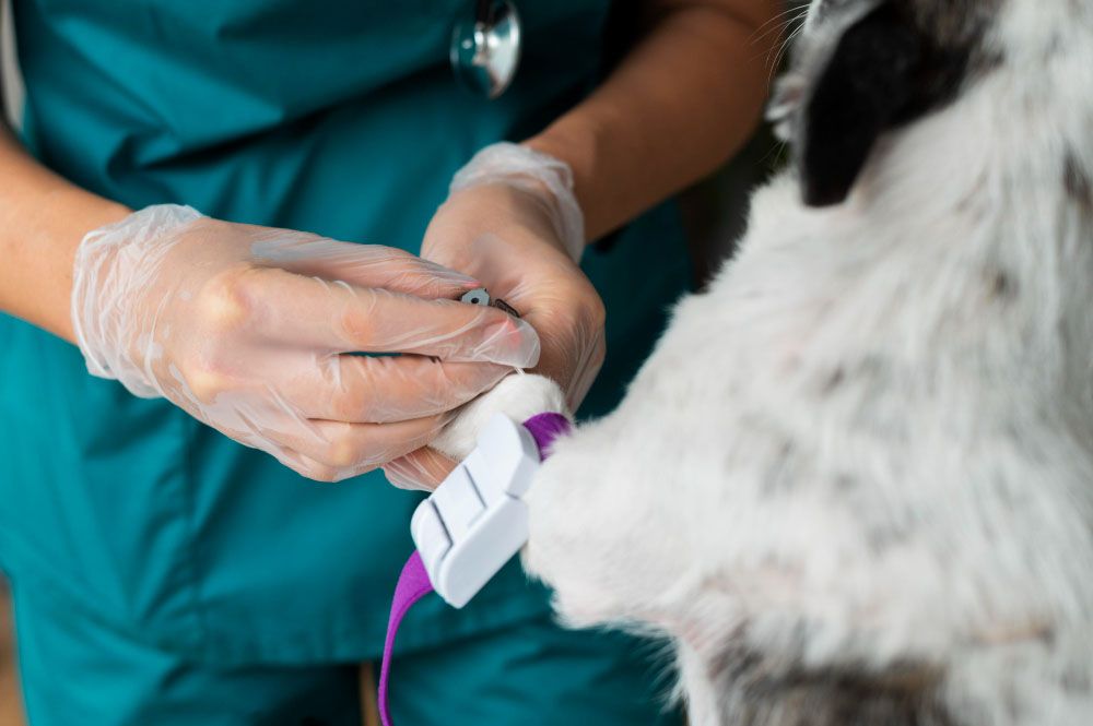Fracturi osoase la animale