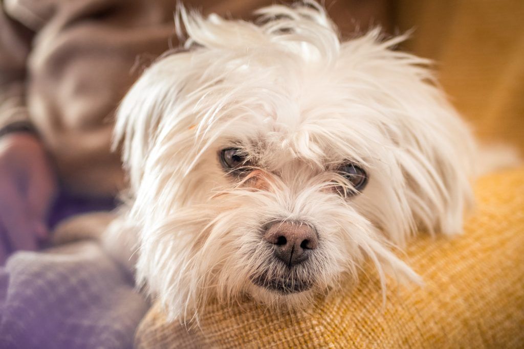 Bichon care se scarpină din cauza alergiilor la alimentație necorespunzătoare