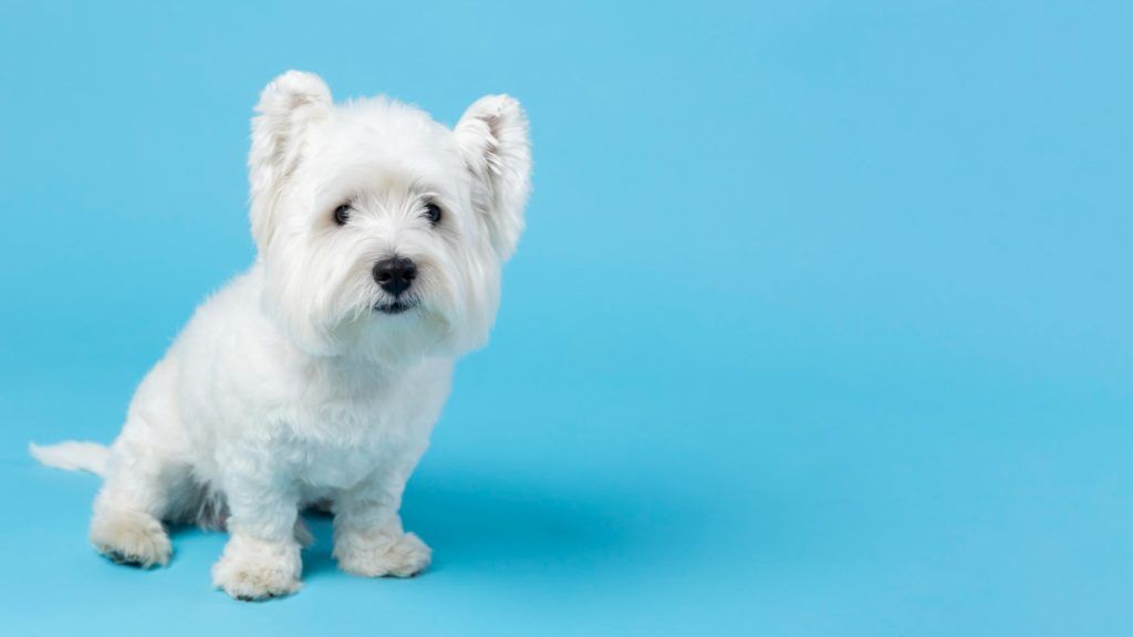 Bichon Frise cu blană albă curată fără pete de oxidare la ochi