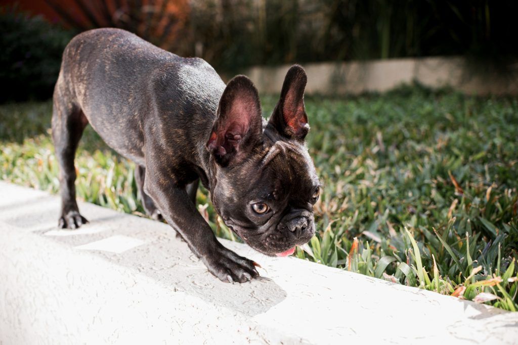 alimentatie-buldog-francez-4