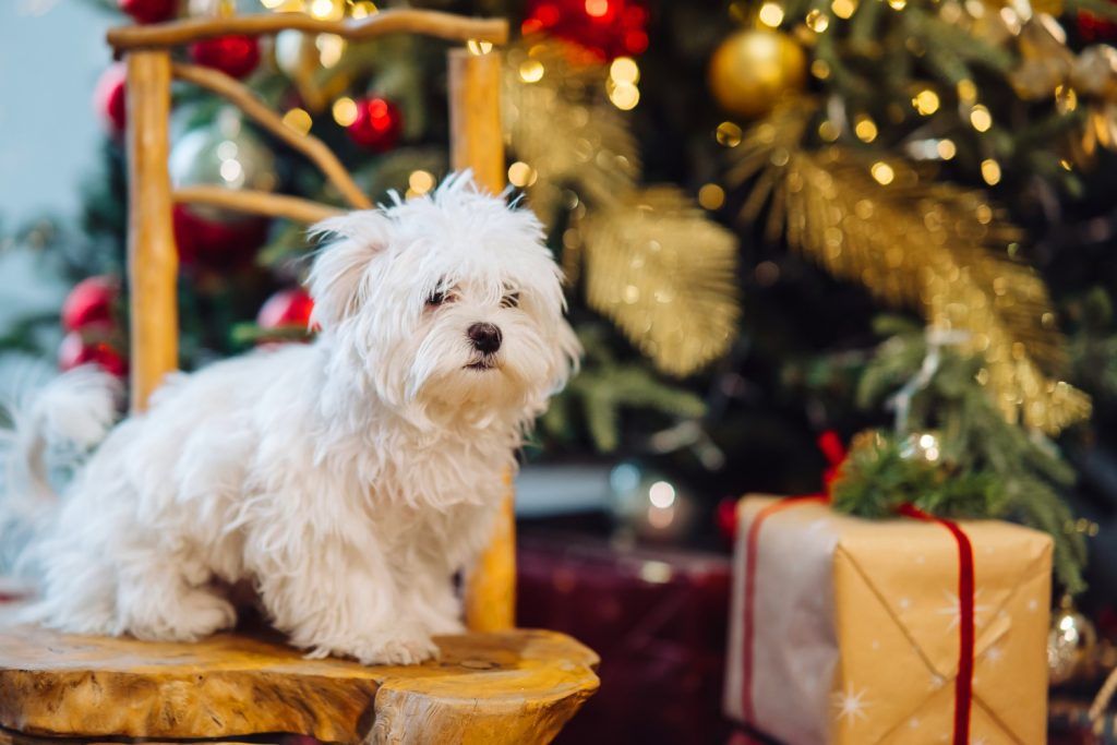 bichon-frize-1