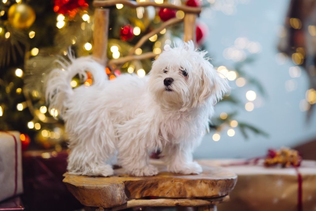 bichon-frize-3