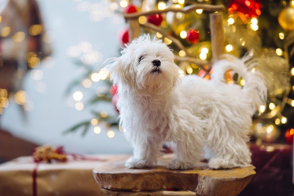 bichon-frize-4
