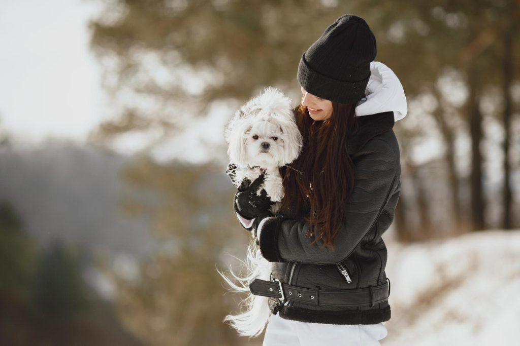 Bichon maltez la plimbare pe vreme rece, semne de disconfort