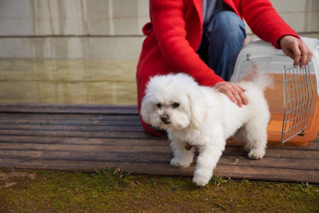bichon-maltez-talie-mica-1