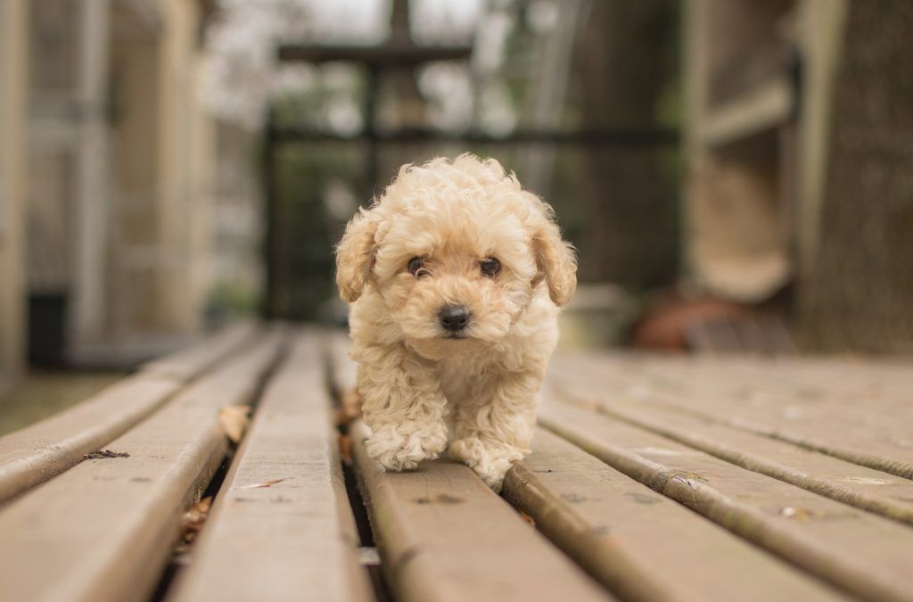 bichon-maltez-talie-mica-1