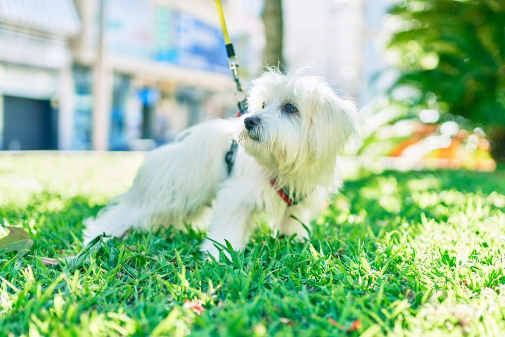 Bichon sănătos și plin de energie datorită unei alimentații corecte