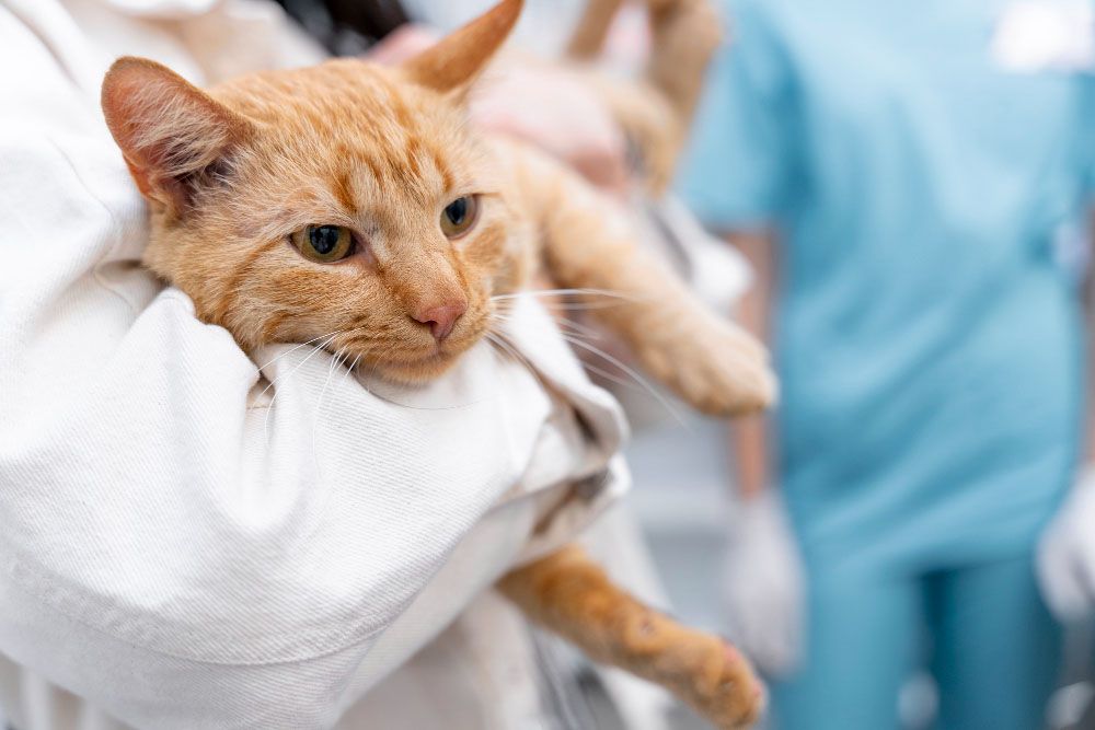 Cum recunoști simptomele cancerului la animale