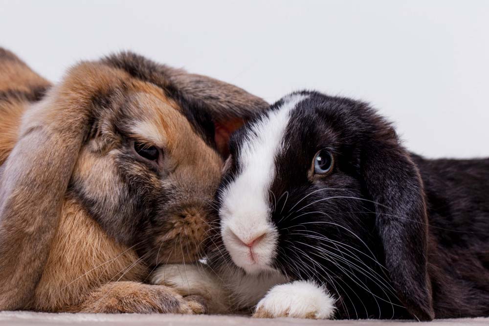 Cum recunoști simptomele cancerului la animale