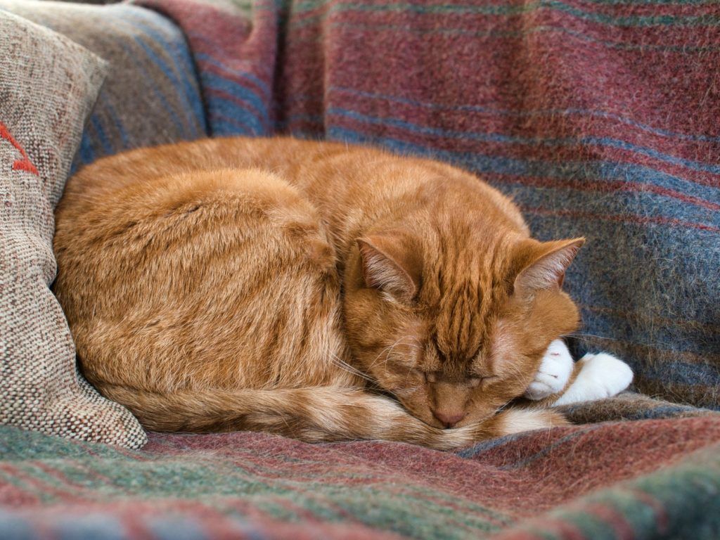 cat-dureaza-caldurile-la-pisici (3)