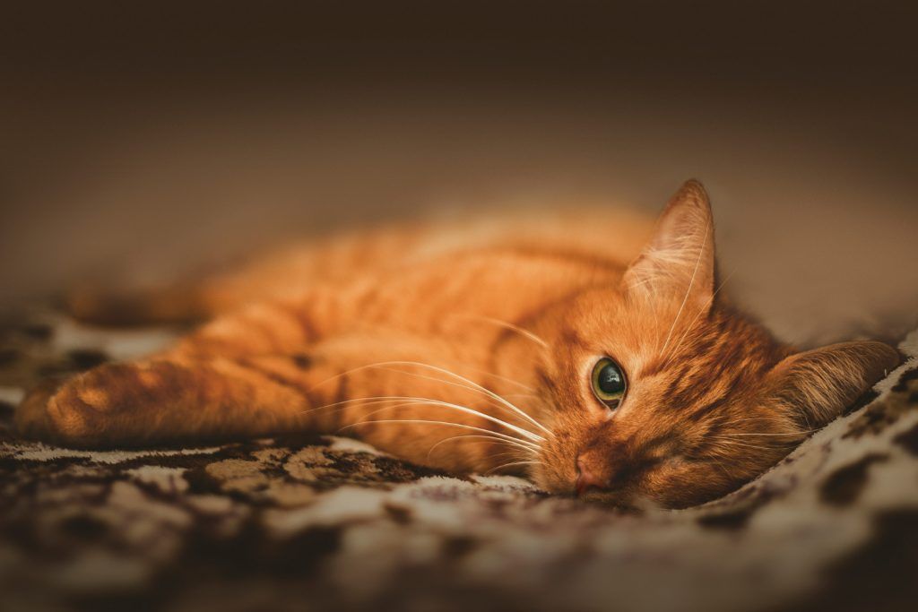cat-dureaza-caldurile-la-pisici (5)