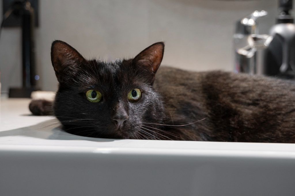 cat-dureaza-caldurile-la-pisici (8)