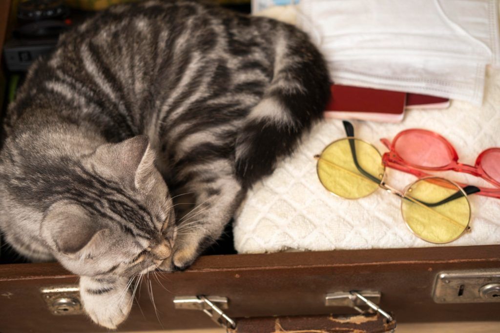 cat-traieste-o-pisica-sterilizata-4
