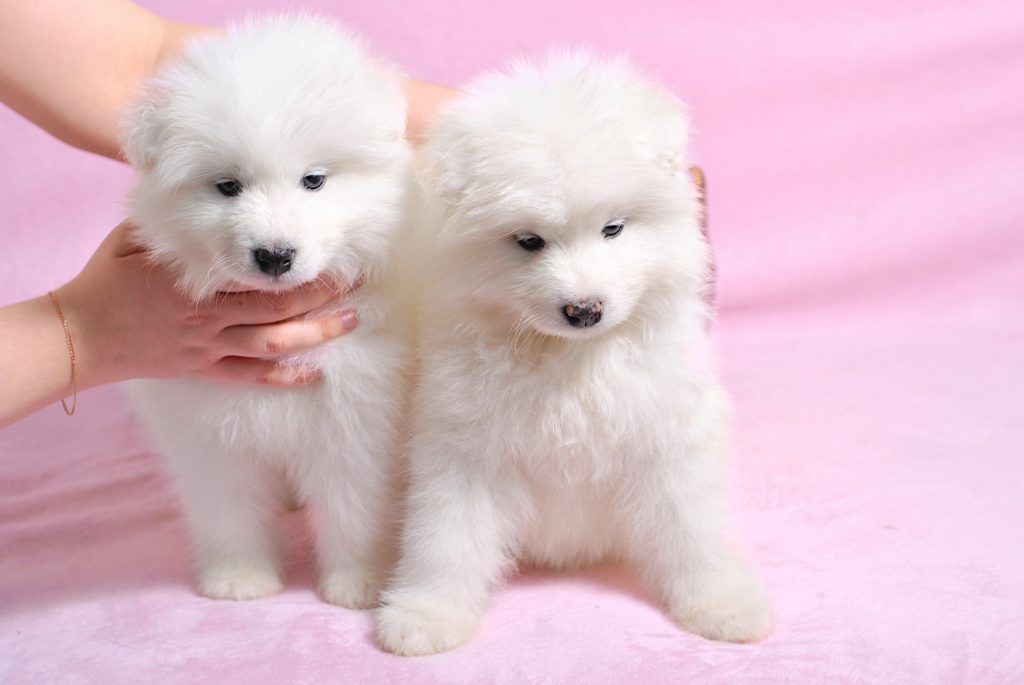 ce-mananca-un-bichon-de-6-saptamani-4