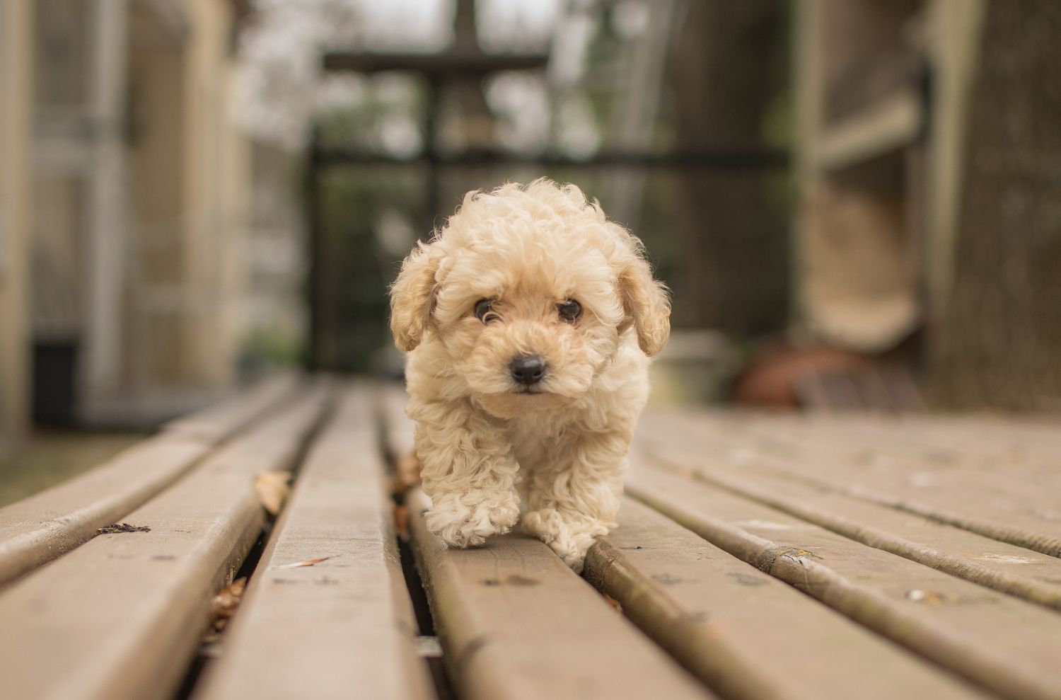 ce-nu-are-voie-sa-manance-un-bichon-maltez-1