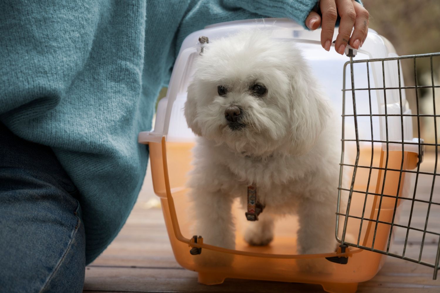 ce-nu-are-voie-sa-manance-un-bichon-maltez-6