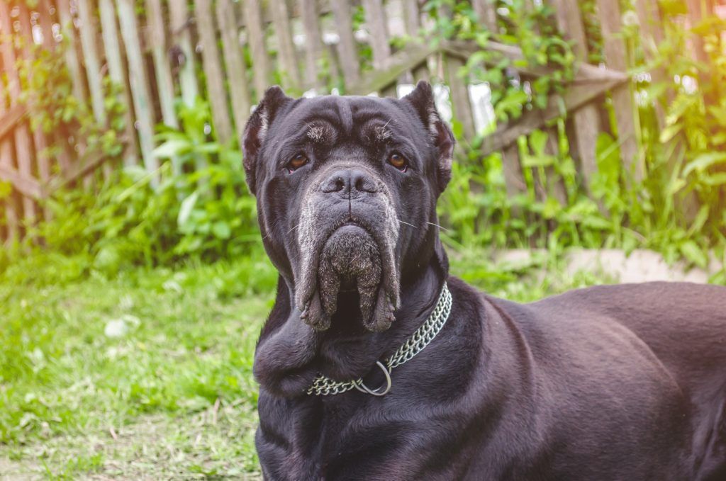 cea-mai-buna-mancare-pentru-cane-corso-1