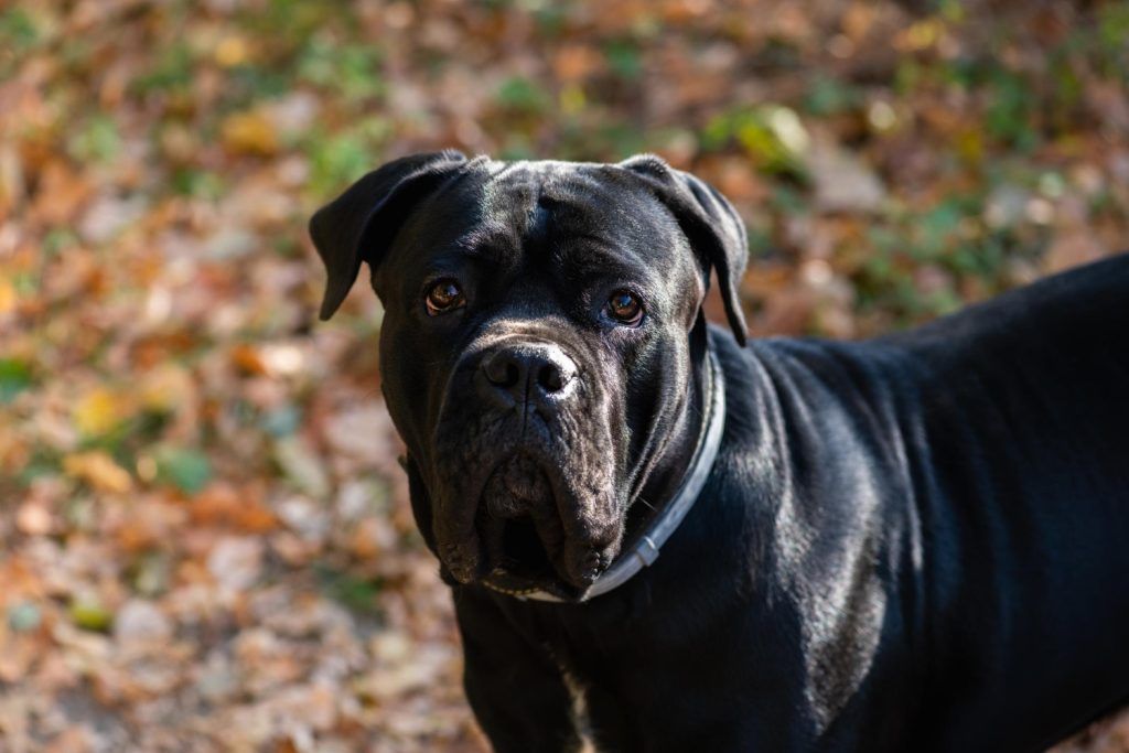 cea-mai-buna-mancare-pentru-cane-corso-4
