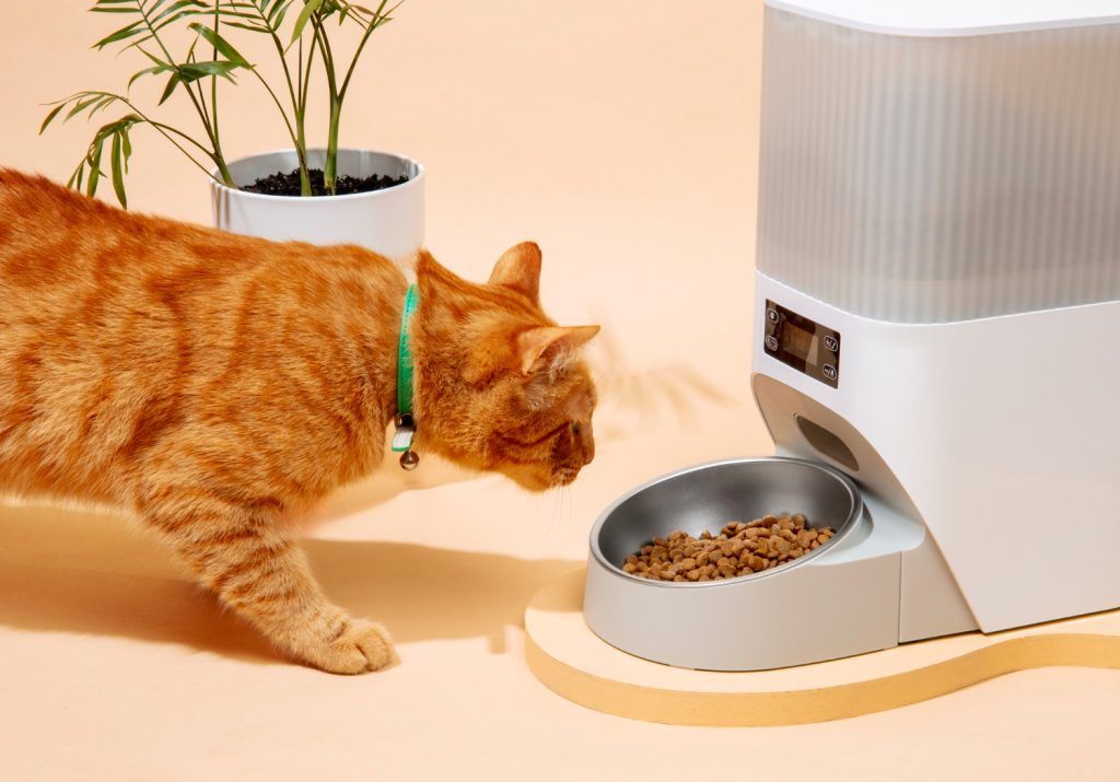 cea-mai-buna-mancare-pentru-pisici-1