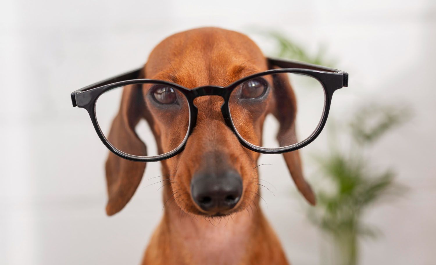 Chirurgia oftalmologică la animale