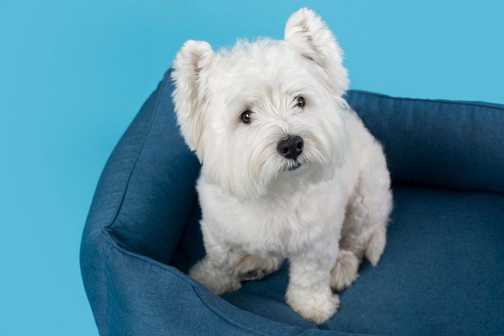 diaree-la-caini-bichon-2
