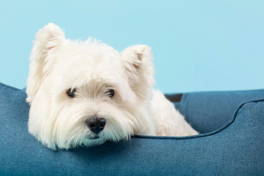 diaree-la-caini-bichon-3