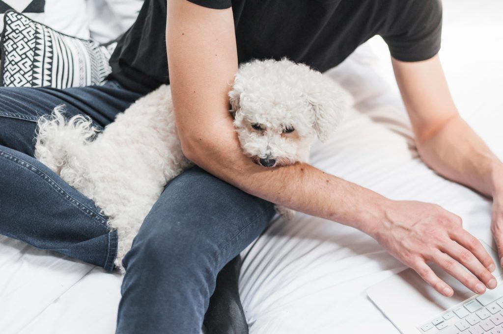 diaree-la-caini-bichon-4