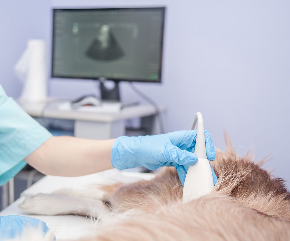Beneficiile ecografiei și sarcina la animale