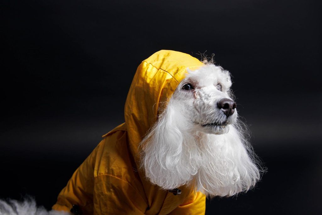 Haine pentru bichon maltez pe ploaie, impermeabil subțire