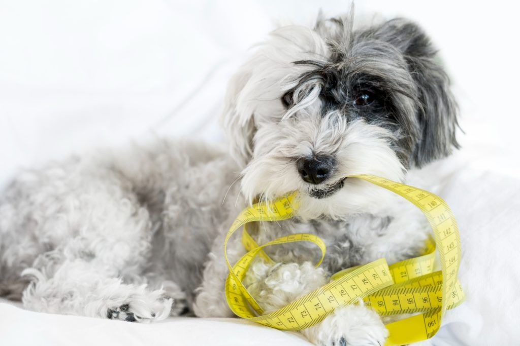 Măsurători corecte pentru haine pentru bichon maltez (spate și piept)