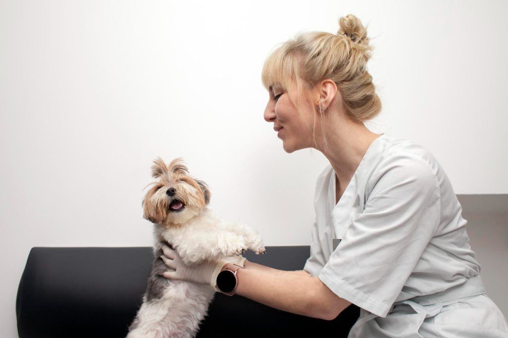 Sfat veterinar pentru confort termic și haine pentru bichon maltez
