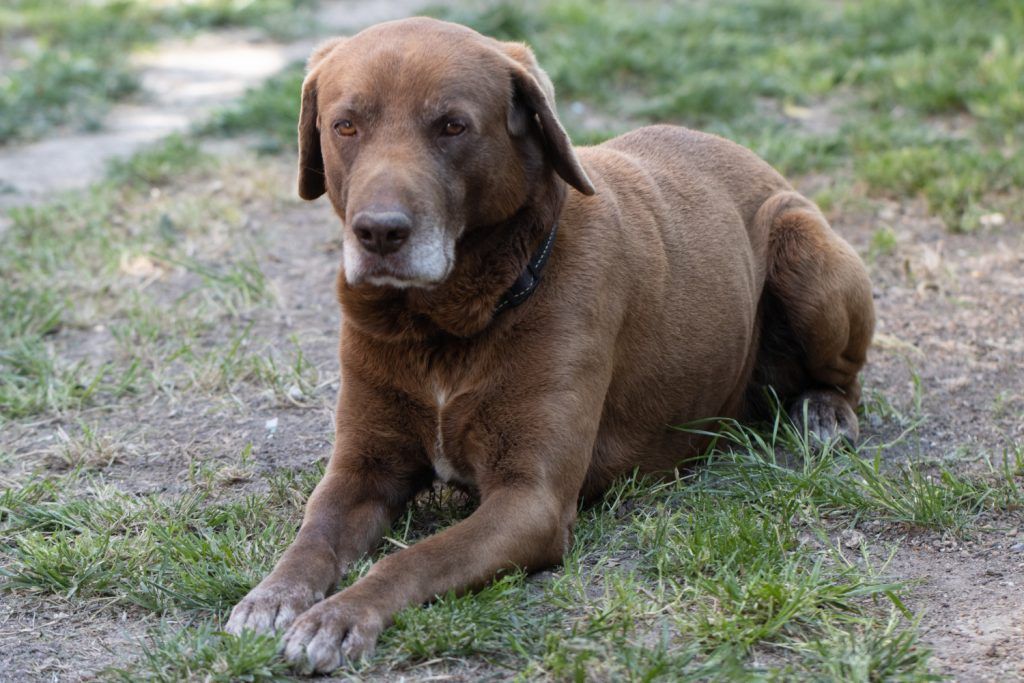 labrador-epilepsie-1