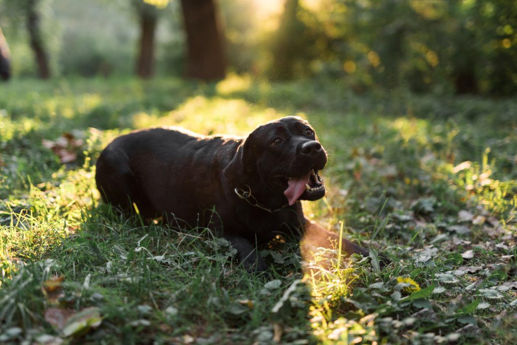 labrador-epilepsie-2