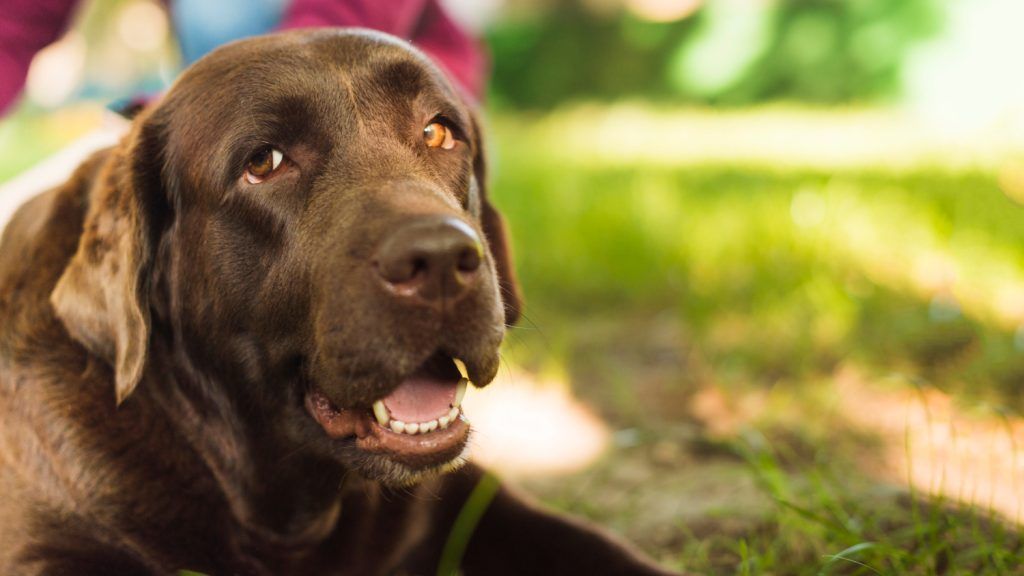 labrador-vomita-1