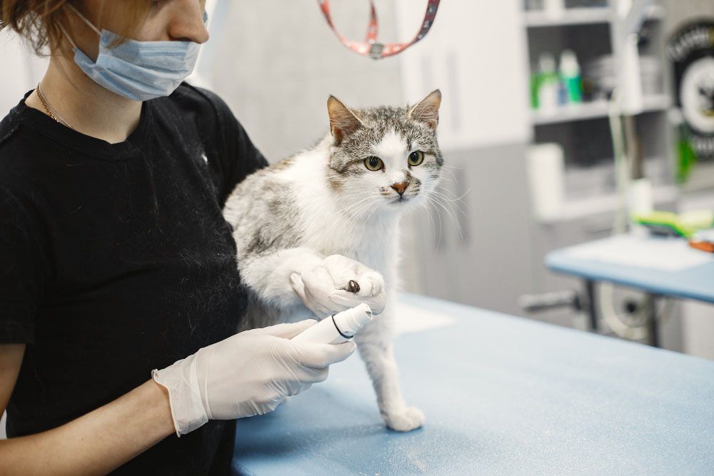 Vârsta și sănătatea oaselor la animale