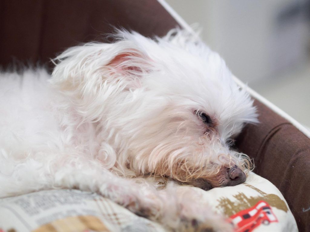 simptome-dupa-vaccin-bichon-3