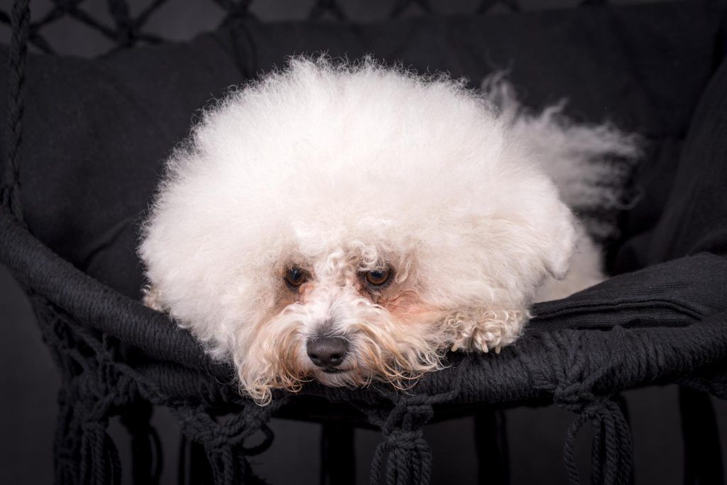 simptome-dupa-vaccin-bichon-4