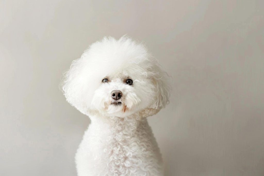 tratament-otita-bichon-2