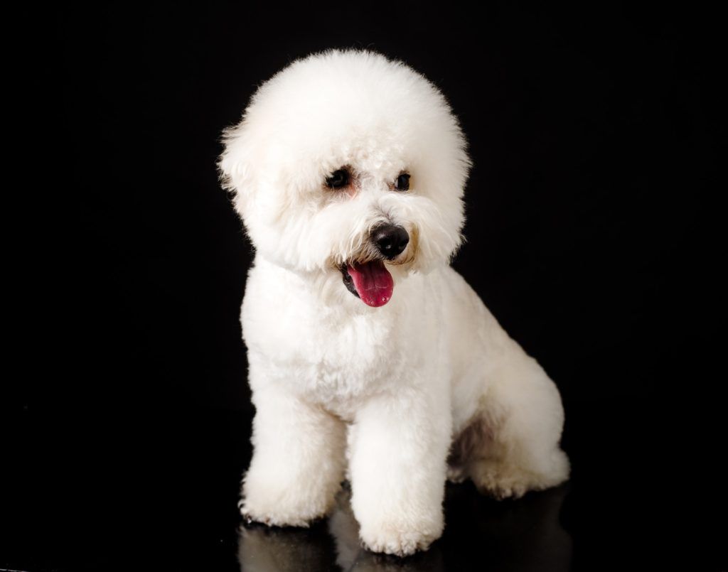 tremurat-caine-bichon-1