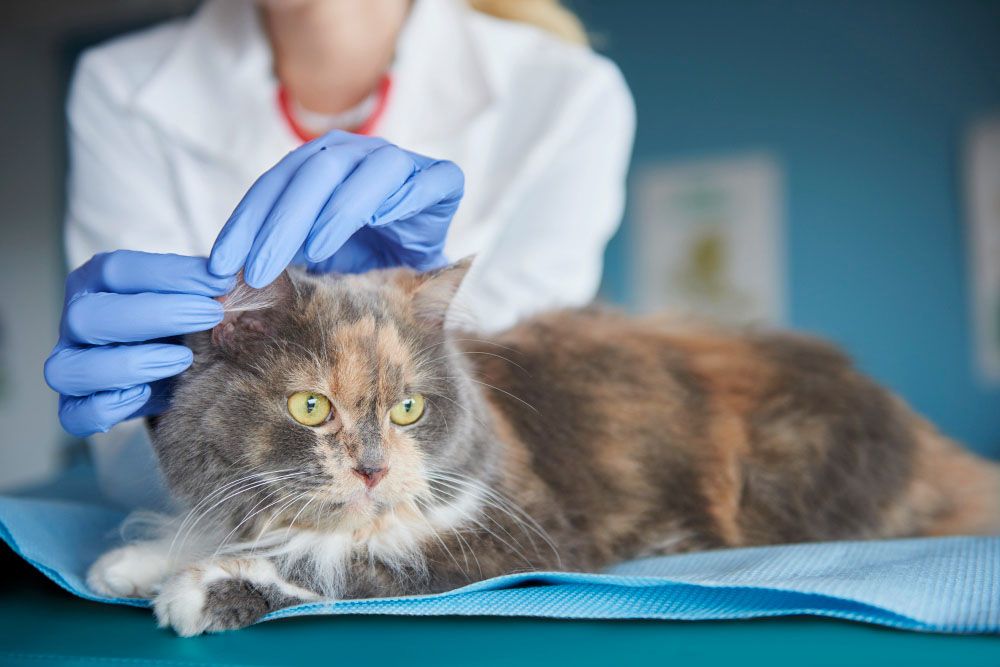Vaccinarea pisicilor contra leucemiei feline